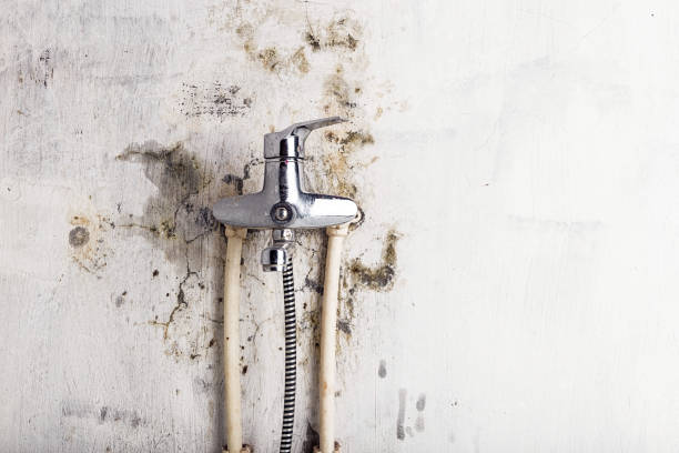 Mold Removal and Inspection in Colwyn, PA