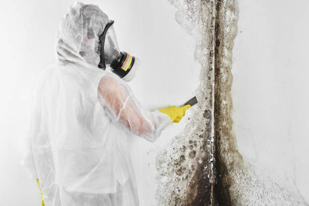 Best Mold Removal and Inspection  in Colwyn, PA