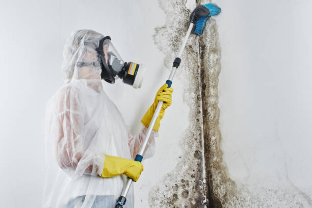 Best Fast Mold Removal  in Colwyn, PA