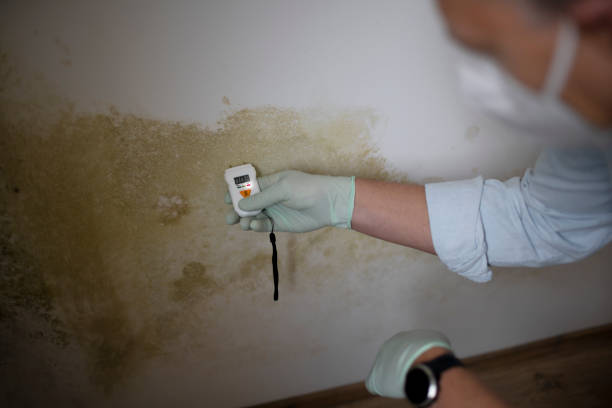 Best Local Mold Removal Service  in Colwyn, PA
