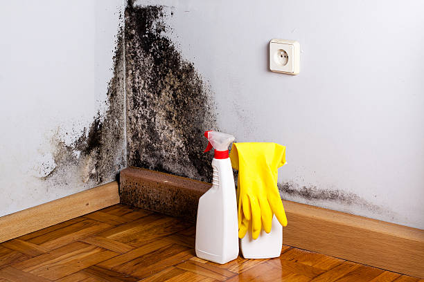 Best Home Mold Removal  in Colwyn, PA