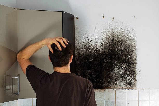 Best Office Mold Removal Services  in Colwyn, PA