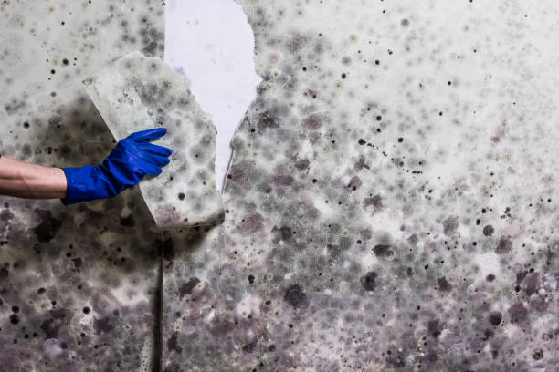 Best Mold Remediation  in Colwyn, PA