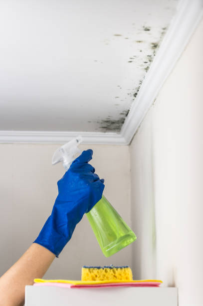 Best Professional Mold Removal  in Colwyn, PA