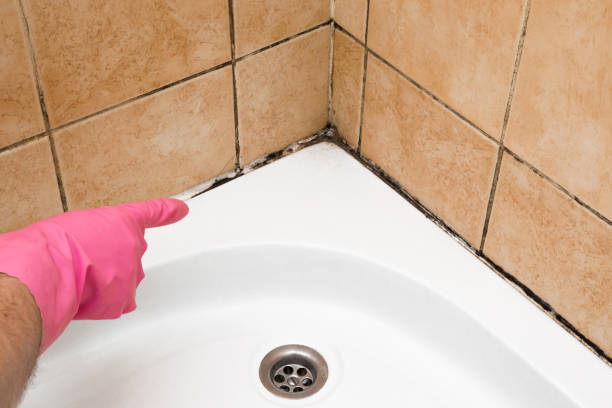 Best Professional Mold Removal  in Colwyn, PA